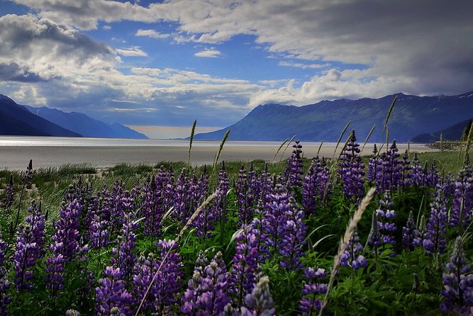 Wilderness, Wildlife, Glacier Experience from Anchorage - Key details to know before booking