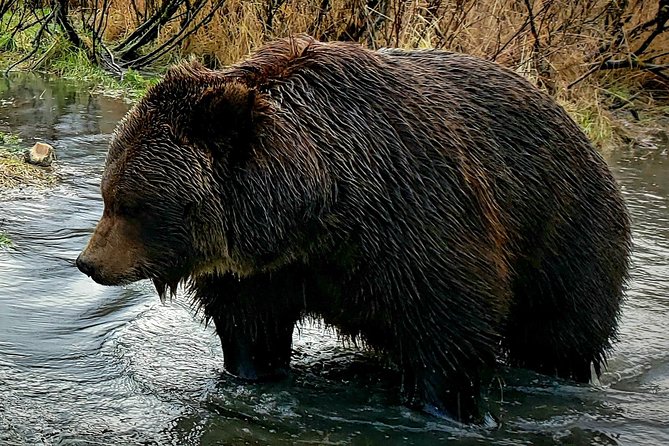 Wilderness, Wildlife, Glacier Experience from Anchorage - What this Anchorage tour is really designed to do