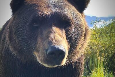 Wilderness, Wildlife, Glacier Experience from Anchorage