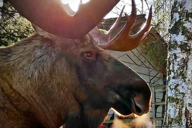 Wilderness, Wildlife, Glacier Experience from Anchorage - Short walks and seasonal trails keep the day active