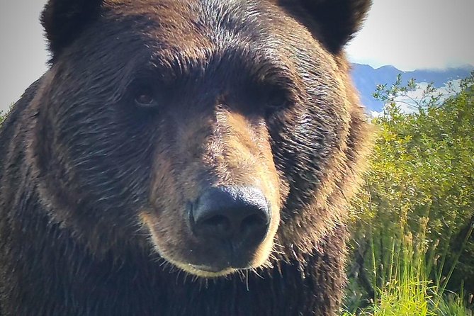 Wilderness, Wildlife, Glacier Experience from Anchorage - The conservation center delivers the most dependable wildlife