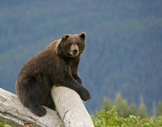 Wildlife and Glaciers with a walk in the Rainforest - Key things to know before booking