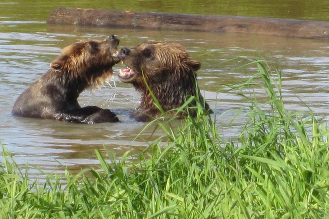 Wildlife and Glaciers with a walk in the Rainforest - Why this Anchorage day trip works
