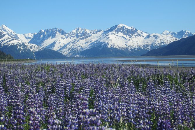 Wildlife and Glaciers with a walk in the Rainforest - Alaska Wildlife Conservation Center: the dependable wildlife stop