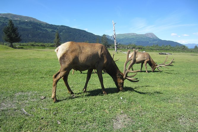 Wildlife and Glaciers with a walk in the Rainforest - Portage Valley and the short rainforest walk