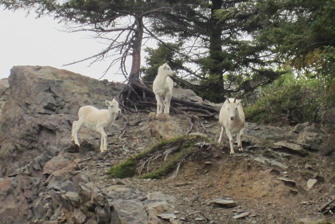 Wildlife and Glaciers with a walk in the Rainforest - Guides make a big difference