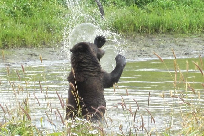 Wildlife and Glaciers with a walk in the Rainforest - Best season for this tour