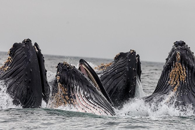 Wildlife Viewing, Sightseeing and Whale Watching Quest - Why this Ketchikan whale tour is worth considering
