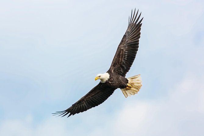 Wildlife Viewing, Sightseeing and Whale Watching Quest - Following Revillagigedo Island through the Tongass