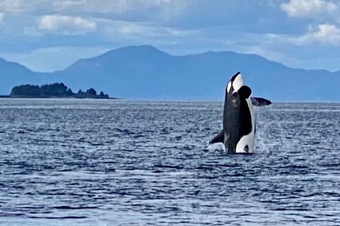Wildlife Viewing, Sightseeing and Whale Watching Quest - Timing, communication, and cruise-day planning