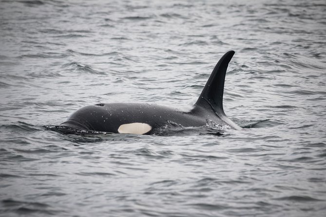 Wildlife Viewing, Sightseeing and Whale Watching Quest - Casting off from Thomas Basin