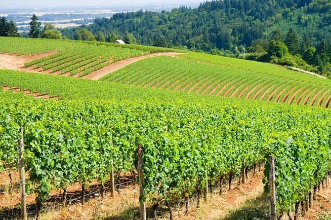 Willamette Valley Wine Tour with Lunch - Key things to know before booking