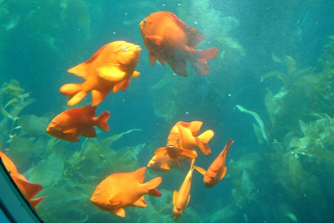 Yellow Semi-Submarine Tour of Catalina Island From Avalon - Seating, windows, and motion concerns
