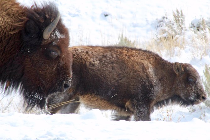 Yellowstone Lower Loop Full-Day Tour - Lunch, vehicle comfort, and the rhythm of the day