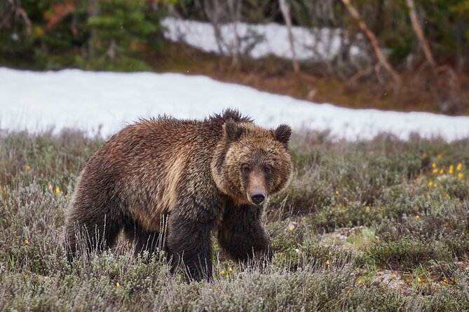 Yellowstone Lower Loop Full-Day Tour - Grand Prismatic Spring and Midway Geyser Basin