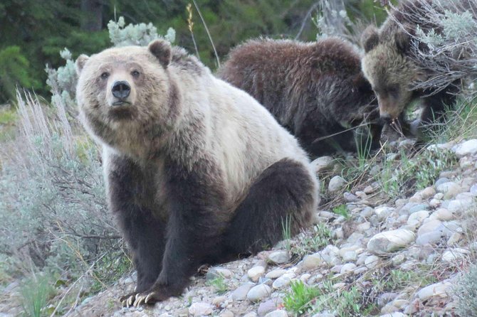 Yellowstone National Park - Full-Day Lower Loop Tour from Jackson - Why the Jackson departure makes this a demanding day