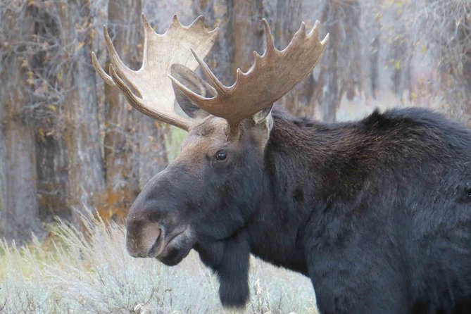 Yellowstone National Park - Full-Day Lower Loop Tour from Jackson - Hayden Valley is where wildlife may take over the schedule