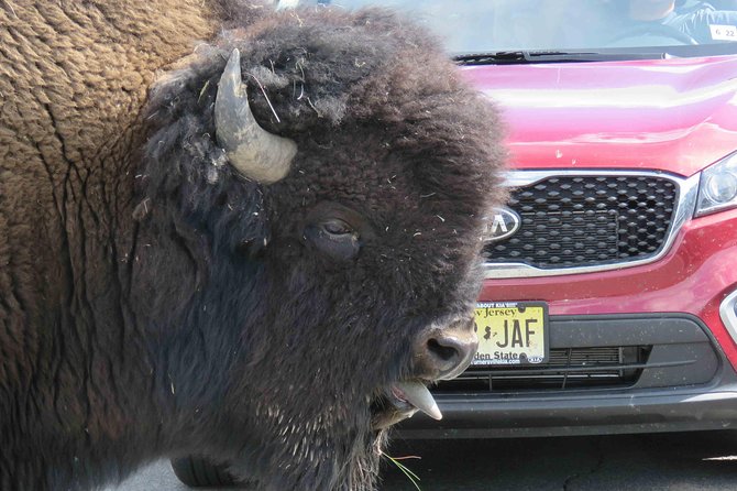 Yellowstone National Park - Full-Day Lower Loop Tour from Jackson - Yellowstone Lake offers a quieter change of pace