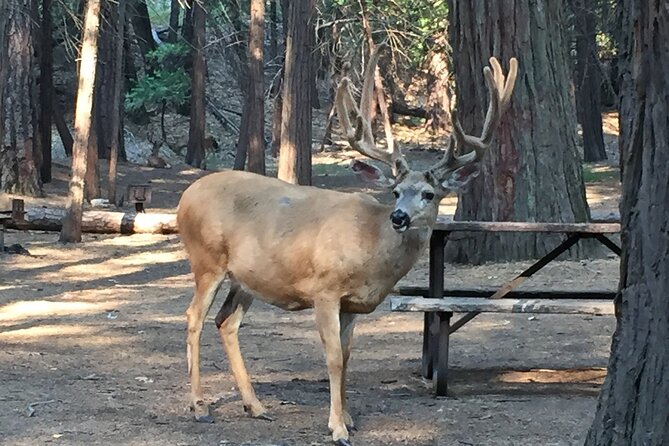 Yosemite Highlights Small Group Tour - Glacier Point and the high view over Yosemite