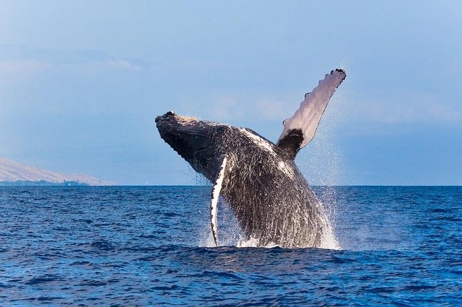 Zodiac Raft Whale Watching Adventure - What the three-hour Kona trip is really like