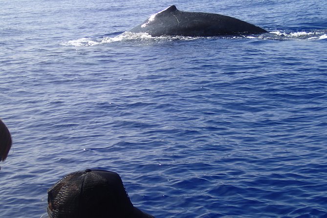 Zodiac Raft Whale Watching Adventure - More than whales: dolphins, turtles, rays, and coastal geology