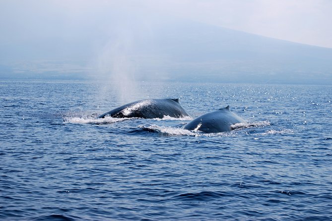 Zodiac Raft Whale Watching Adventure - The captains make a major difference