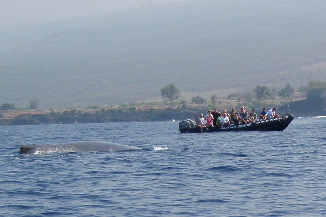 Zodiac Raft Whale Watching Adventure - Price and overall value at $113.82