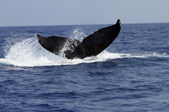 Zodiac Raft Whale Watching Adventure - The hydrophone changes the experience