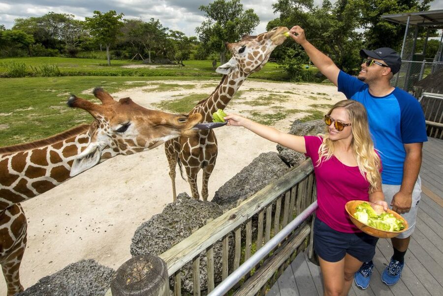Zoo Miami: General Admission Ticket - Amazon and Beyond, With Jaguars and a 48,000-Gallon Aquarium