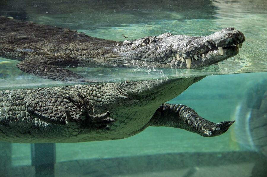 Zoo Miami: General Admission Ticket - Keeper Talks Add Meaning to the Visit
