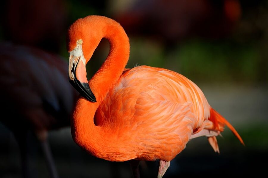 Zoo Miami: General Admission Ticket - The Walking Question: Bikes, Carts, and Heat